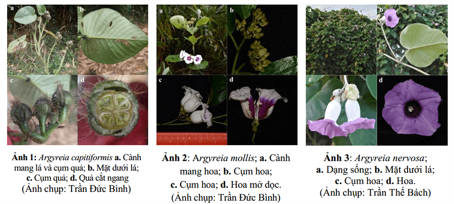 Đặc điểm các loài có giá trị làm thuốc thuộc chi Bạc thau (Argyreia Lour.) ở Việt Nam 2