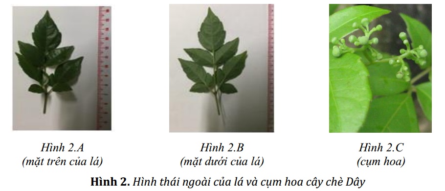 Một số đặc điểm thực vật học và thành phần hóa học của cây Chè dây phân bố ở huyện K