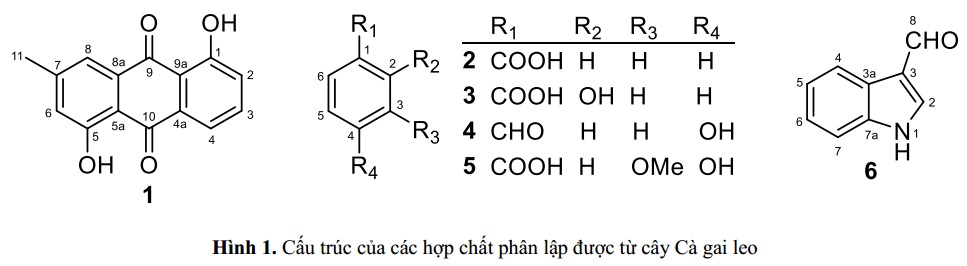 Thành phần hoá học của cây Cà gai leo (Solanum procumbens) 2
