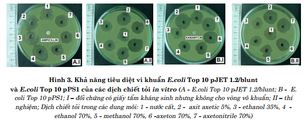 Nghiên cứu tác dụng diệt khuẩn in vitro của dịch chiết tỏi (Allium sativum L.) Đối với E.coli gây bệnh và E.coli kháng ampicillin, kanamycin 5