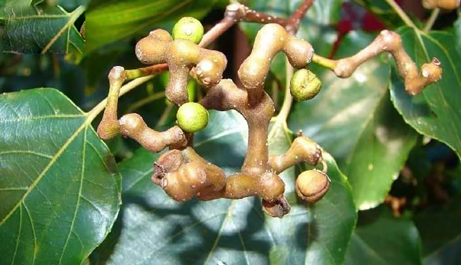 2. Khúng khéng (Hovenia dulcis Thunb.) 1