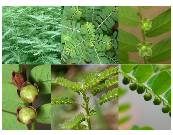Một số hình ảnh cây diệp hạ châu đắng- chó đẻ răng cưa thân xanh 4