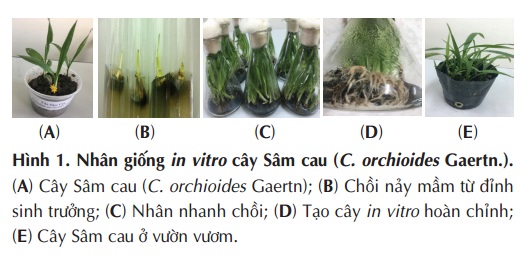 Nghiên cứu nhân giống in vitro cây Sâm cau (Curculigo orchioides Gaertn.) từ nuôi cấy đỉnh sinh trưởng 6