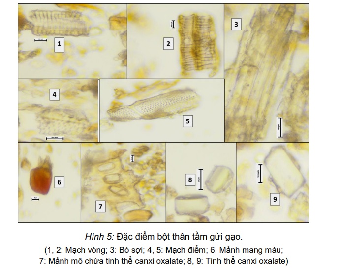 Nghiên cứu đặc điểm vi phẫu của thân và lá cây tầm gửi cây gạo (Taxillus chinensis) 5
