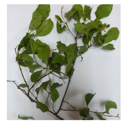 Nghiên cứu đặc điểm vi phẫu của thân và lá cây tầm gửi cây gạo (Taxillus chinensis) 1