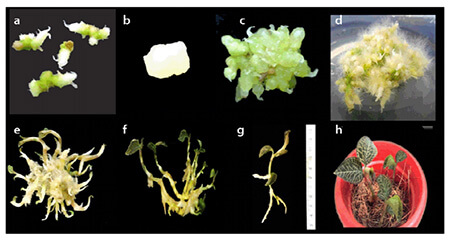 Nghiên cứu nhân nhanh In vitro loài Lan kim tuyến (Anoectochilus setaceus Blume) thông qua cảm ứng tạo protocorm like bodies 4