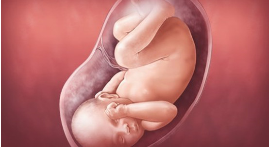 Quá trình mang thai ba tháng cuối – Tam cá nguyệt thứ ba 1